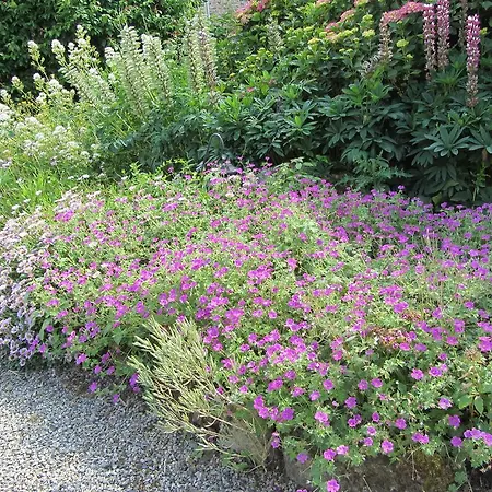 Oda ve Kahvaltı La Robiniere Cerisy-la-Salle