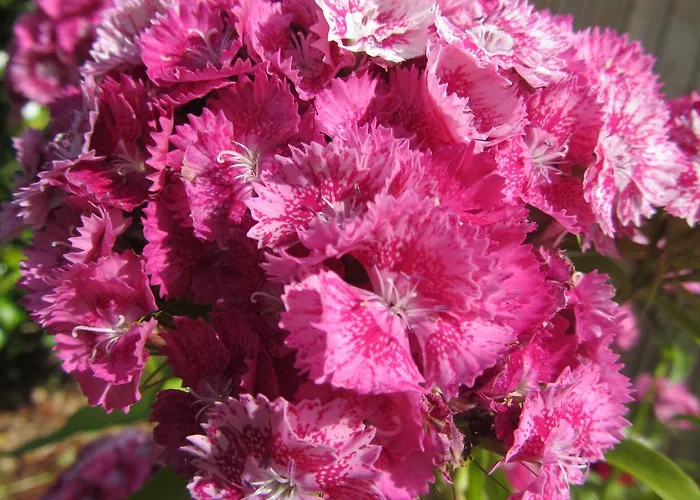 Couette-café La Robinière Cerisy-la-Salle